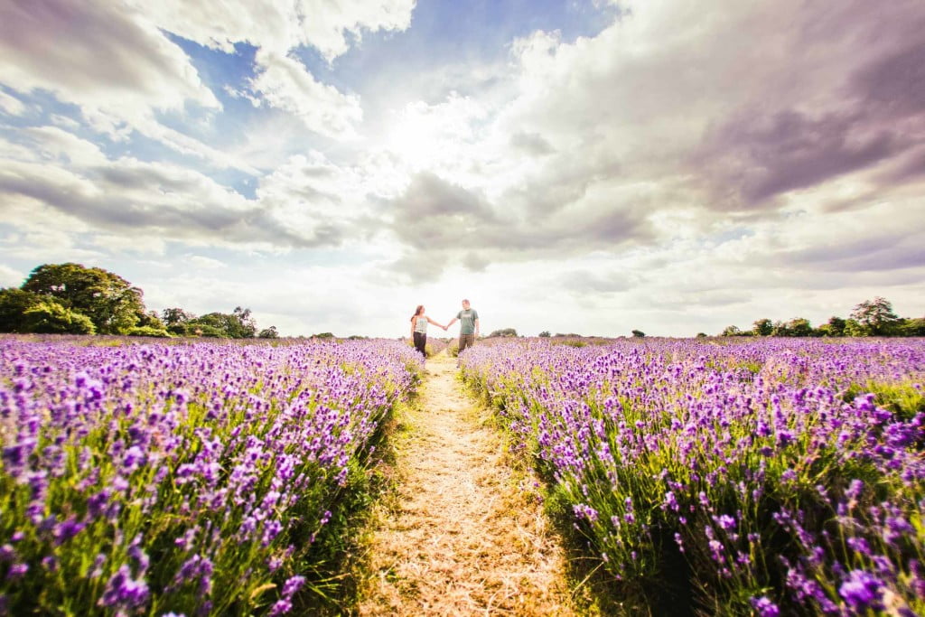 Mayfield Lavender Farm